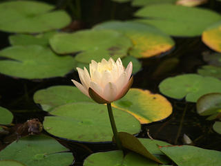 Water lily #2
