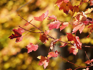 Fall leaves #4