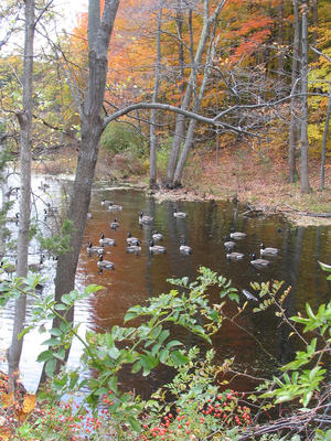 Geese in fall