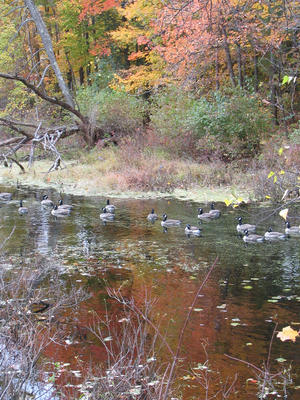 Geese in fall #3