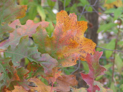 Fall leaves #9