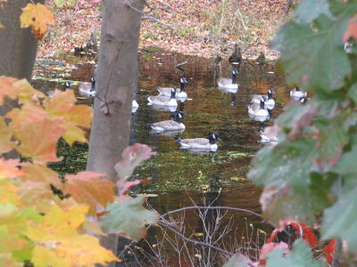 Geese in fall #4