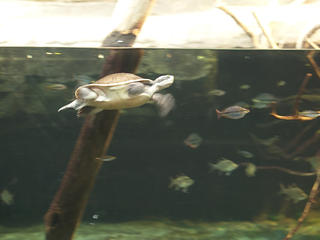 Swimming turtle #2