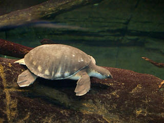 Swimming turtle #4