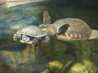 Swimming turtles