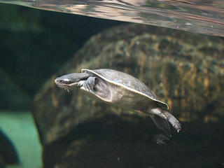 Swimming turtle #5