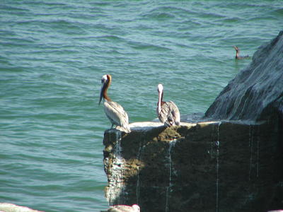 Pelicans #2
