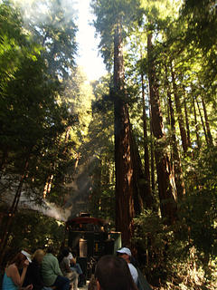 Redwoods #2