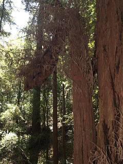 Redwoods #5