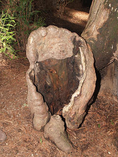 Redwood tree stump