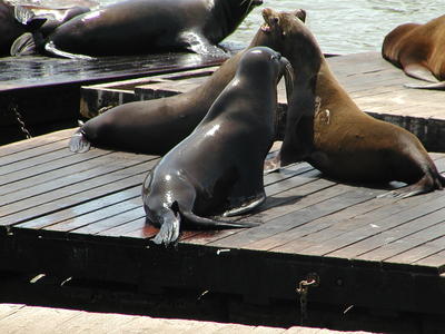 Sea lions #2