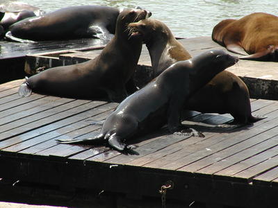 Sea lions #3