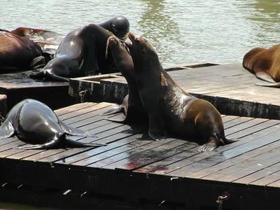 Sea lions #5
