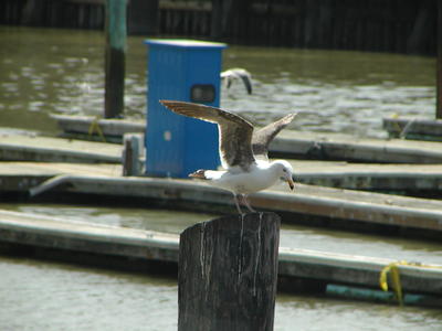 Seagull #5