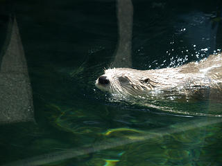 North american river otter #7
