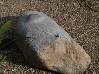 One eyed stone + dragonfly