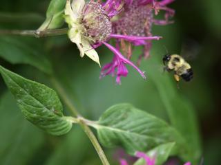 Bee on flower #3
