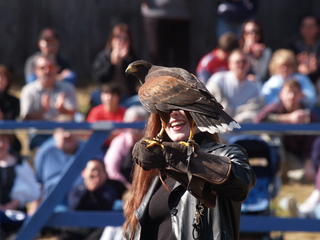 Knighthawk falcon show #11
