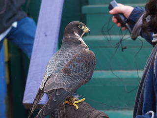 Knighthawk falcon show #19
