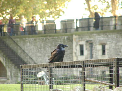 Raven #3