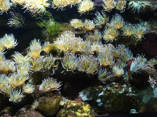 Sea anemone #2