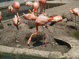 Flamingos #3
