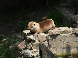 River otter #3