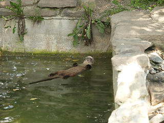 Being lazy, otter style