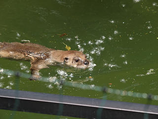 Otter swimming