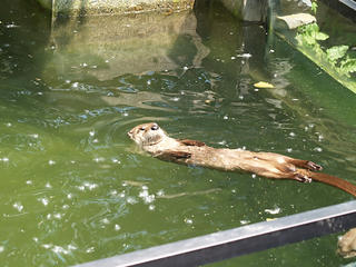 Being lazy, otter style #2