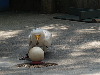 Bird that uses a stone to crack an egg