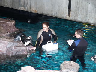 Penguin feeding #2