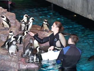 Penguin feeding #7