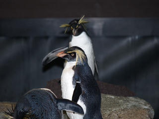 Rock hopper penguins #2