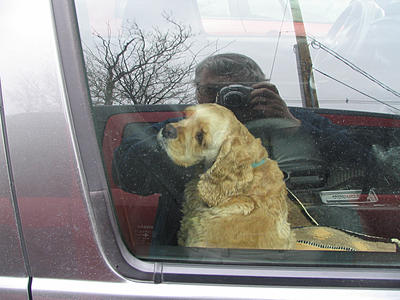 Dog waiting in a car (and me)
