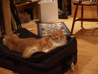 2 cats, 1 suitcase #2