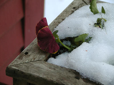 Pansy in the snow #2