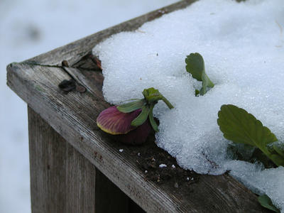 Pansy in the snow #3