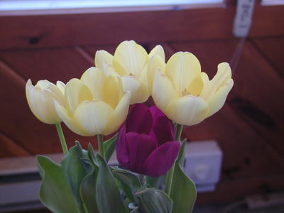 Easter tulips #2