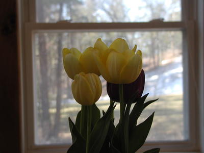 Easter tulips #5