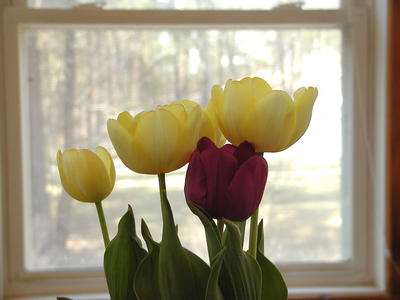 Easter tulips #6