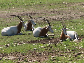 Scimitar - Horned Oryx #2