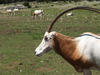 Scimitar - Horned Oryx #4
