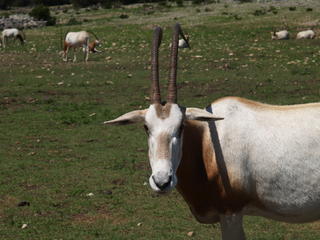 Scimitar - Horned Oryx #5