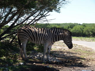 Zebra #5