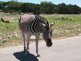 Zebra #7