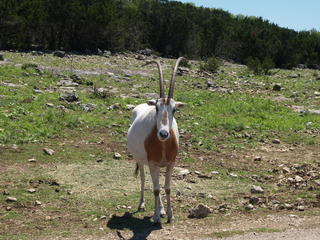 Scimitar - Horned Oryx #6