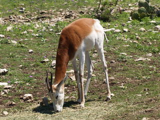 Scimitar - Horned Oryx #7