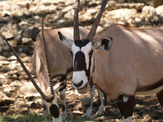 Gemsbok Oryx #2
