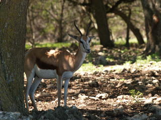 Gemsbok Oryx #4